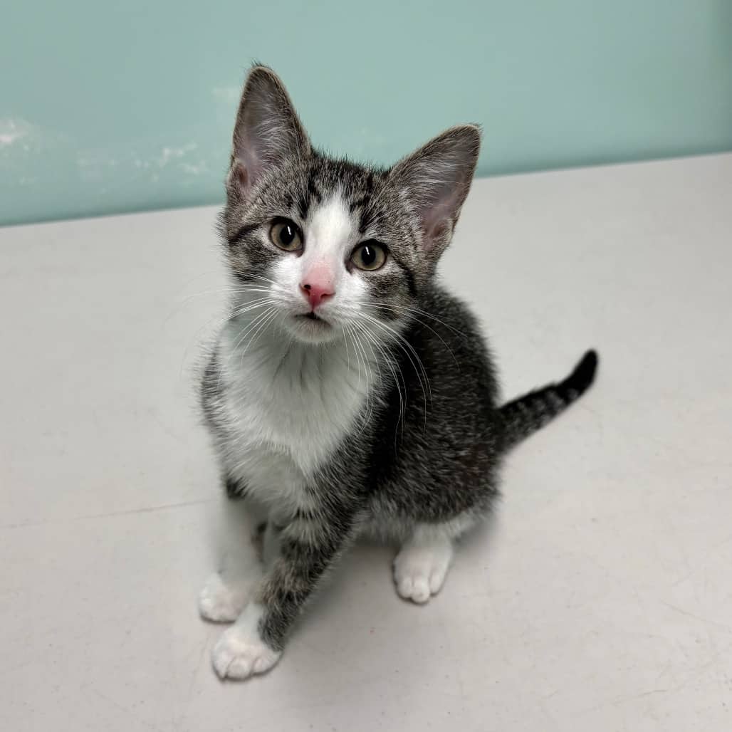 Casey - Domestic Shorthair cat available for adoption at Saskatoon SPCA in Saskatoon