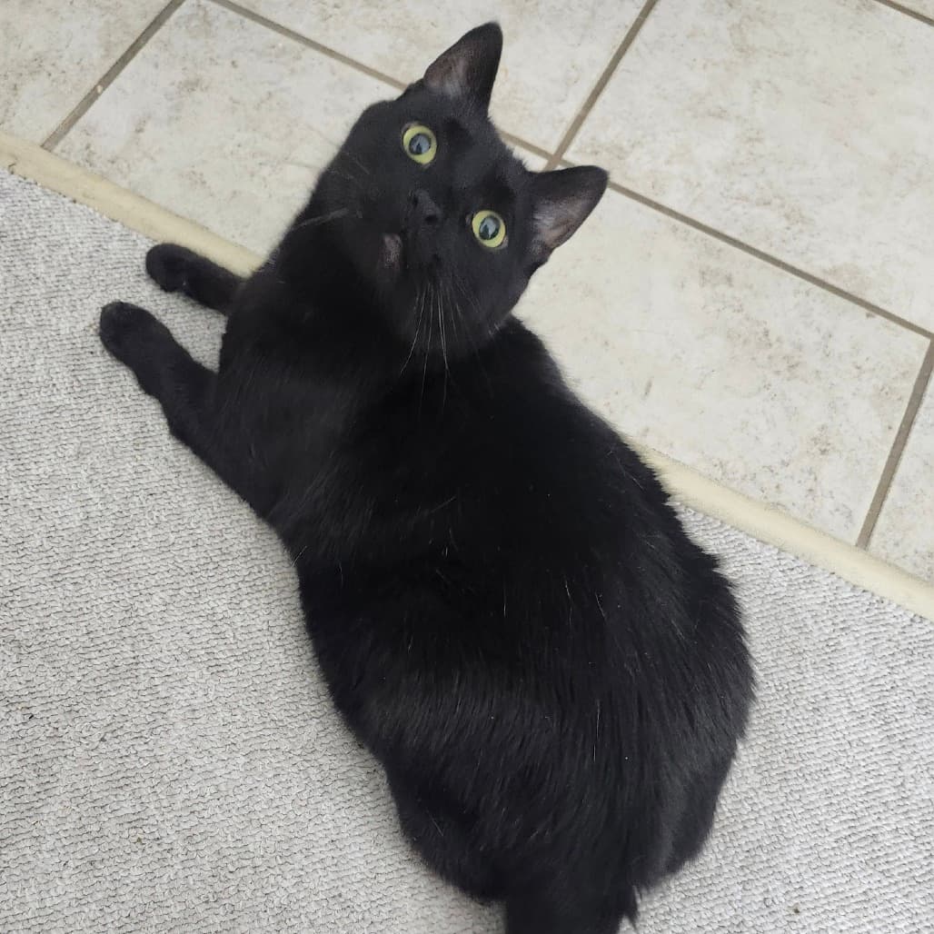 Mowgli - Domestic Shorthair cat available for adoption at Vancouver Orphan Kitten Rescue Association in British Columbia