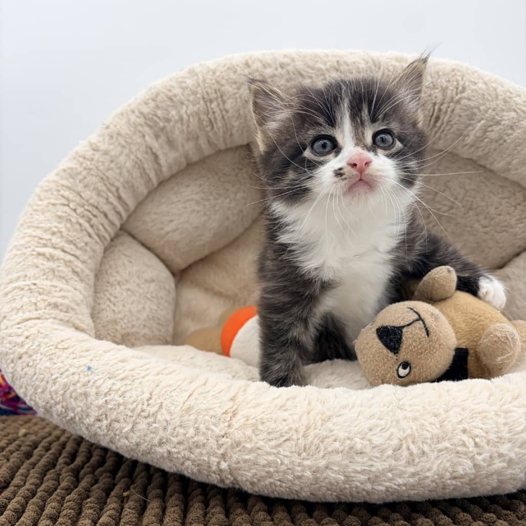 Banjo - Domestic Shorthair cat available for adoption at Moose Jaw Humane Society in Moose Jaw