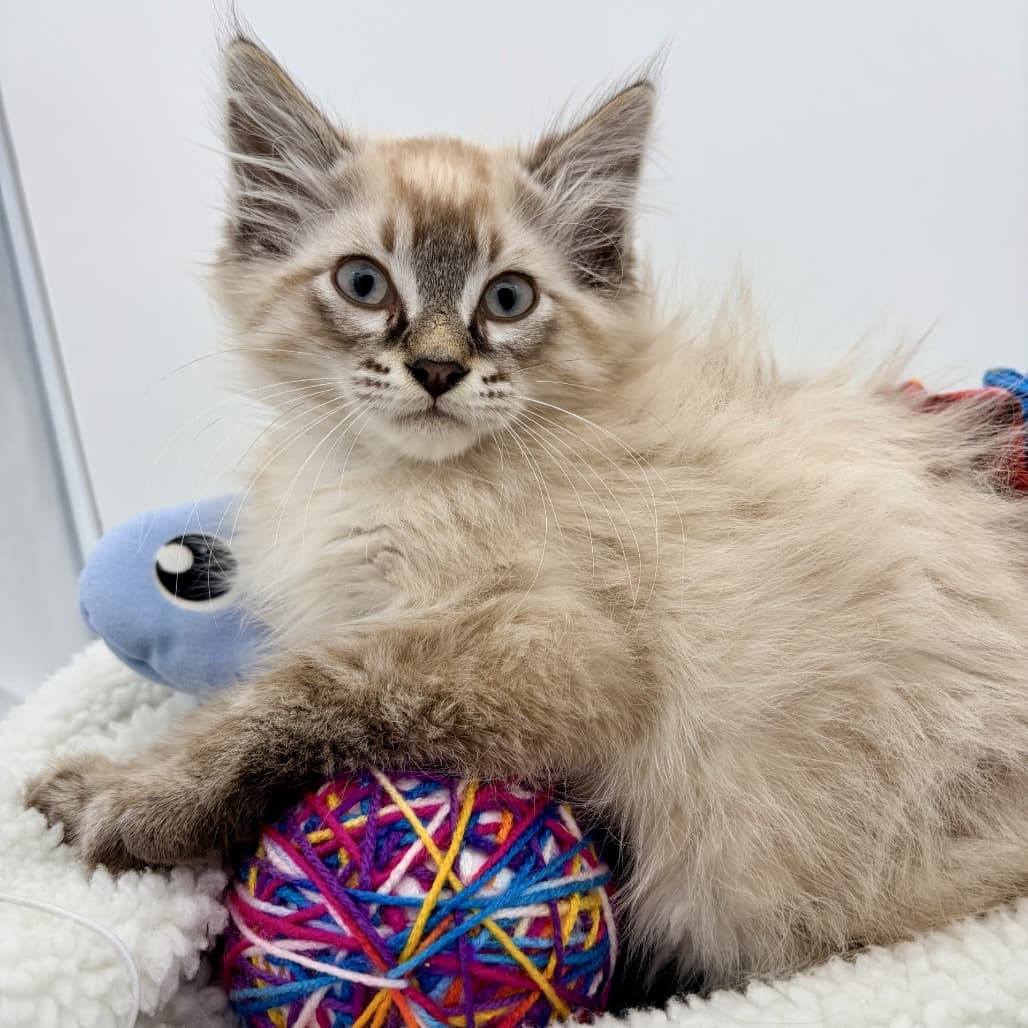 Sawyer - Domestic Medium Hair cat available for adoption at Moose Jaw Humane Society in Moose Jaw