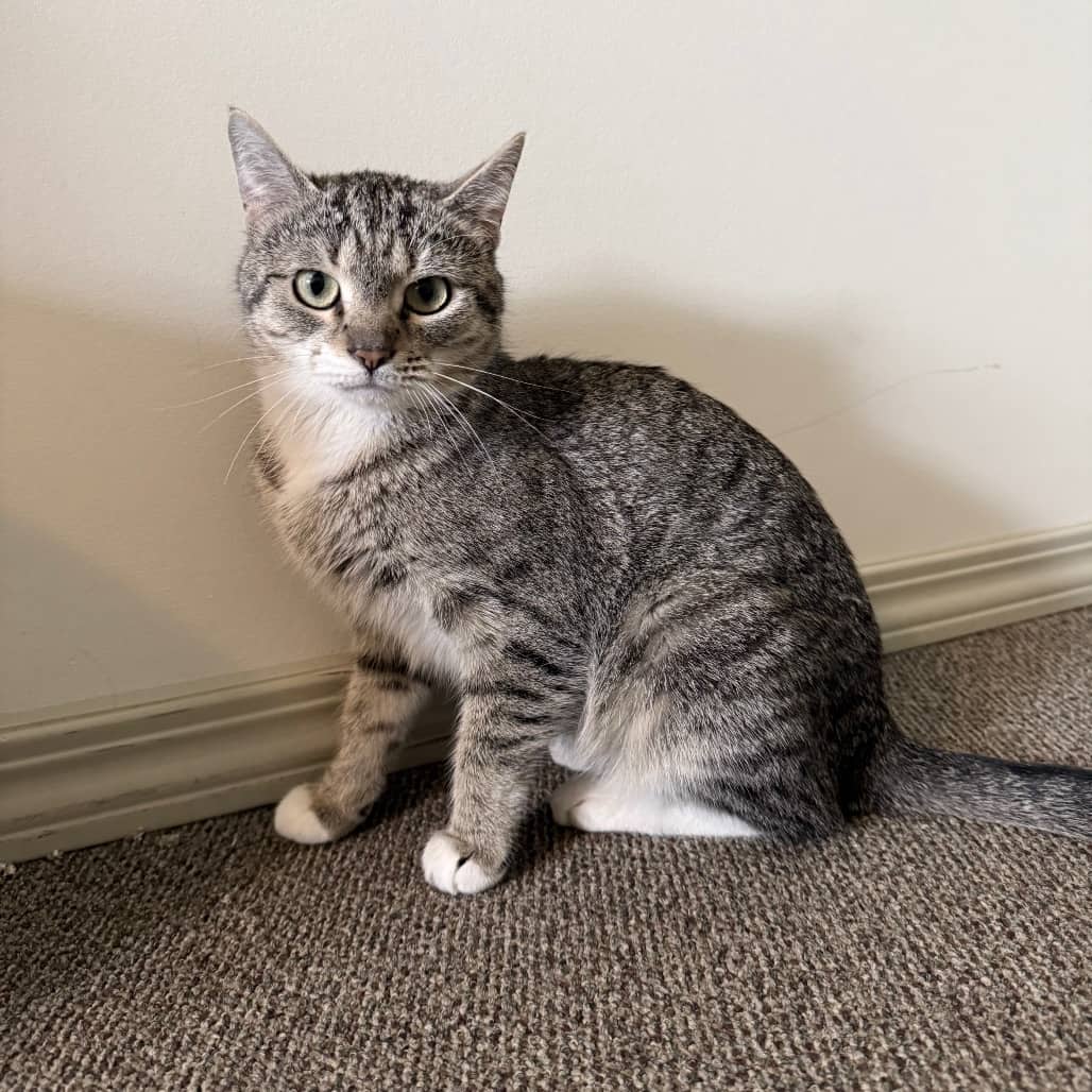 Jody - Domestic Shorthair cat available for adoption at SCARS in Edmonton (1 of 6)