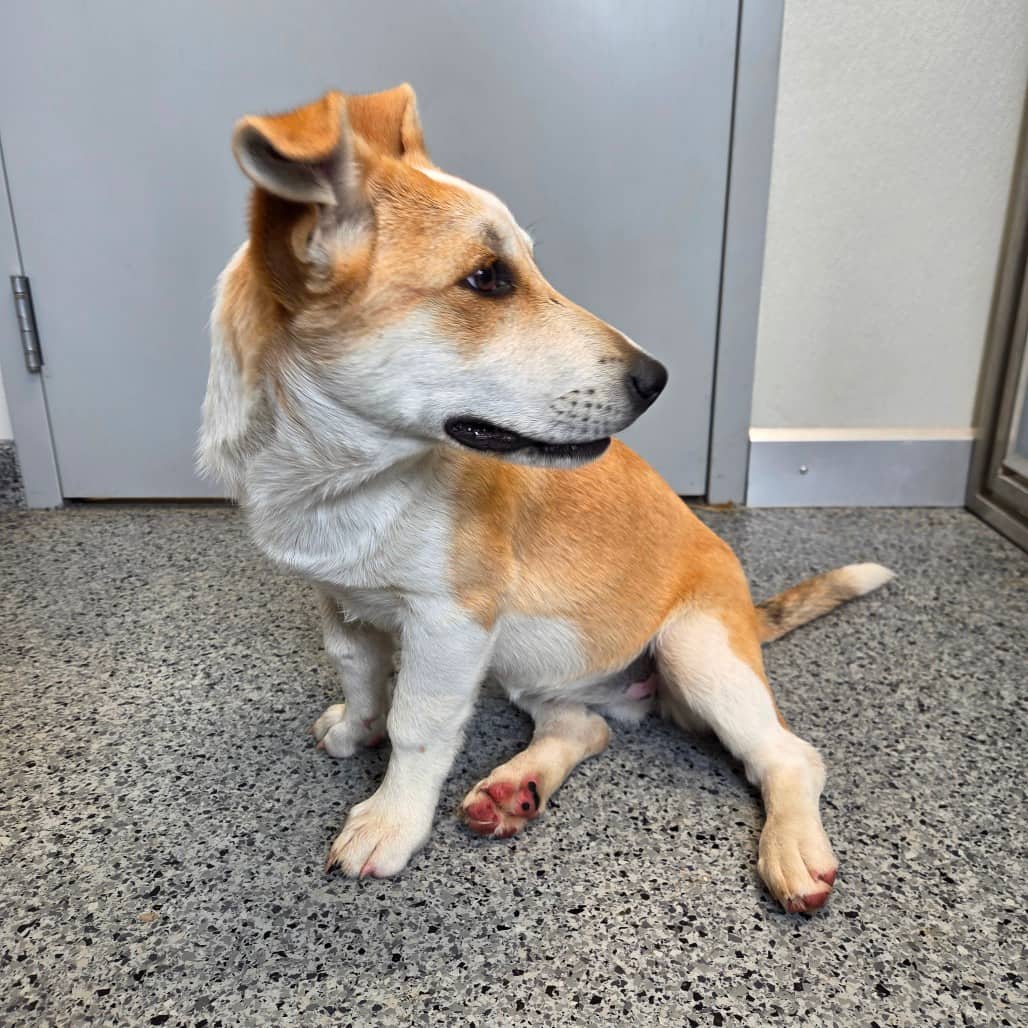 Maple - Corgi, Cardigan Welsh / Shepherd available for adoption