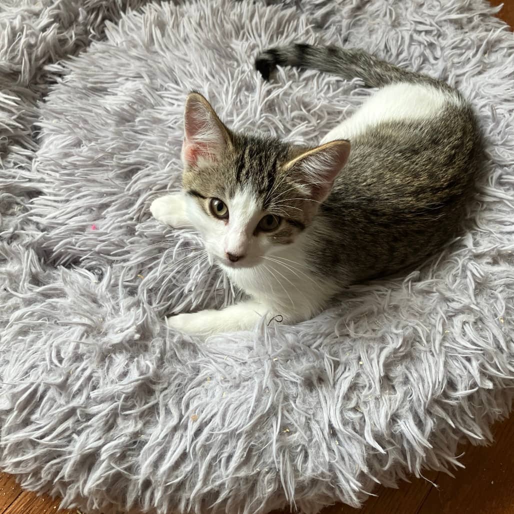 Fritt - Domestic Shorthair cat available for adoption at SCARS in Edmonton (1 of 6)