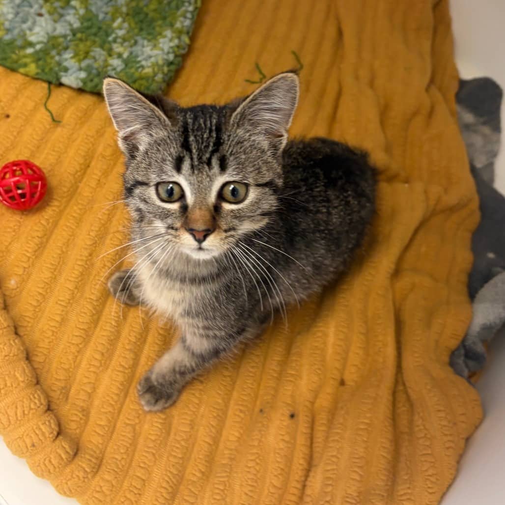 Clarke - Domestic Shorthair cat available for adoption at Border Paws Animal Shelter in Lloydminster