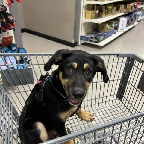 Anakin - Mixed Breed available for adoption in Calgary