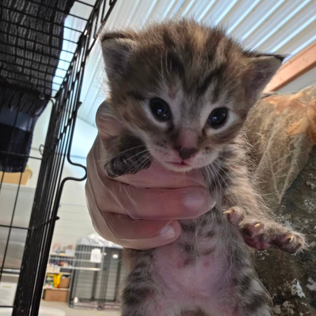 Peanut-red - Domestic Shorthair cat available for adoption at Humboldt & District SPCA in Humboldt