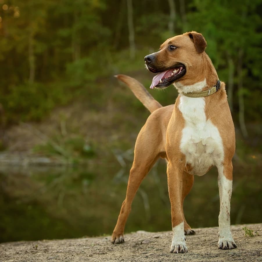Bluey - MIXED BREED available for adoption at SCARS in Calgary