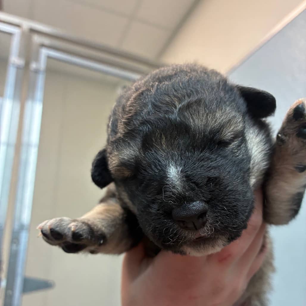 Highland - Shepherd available for adoption in Calgary