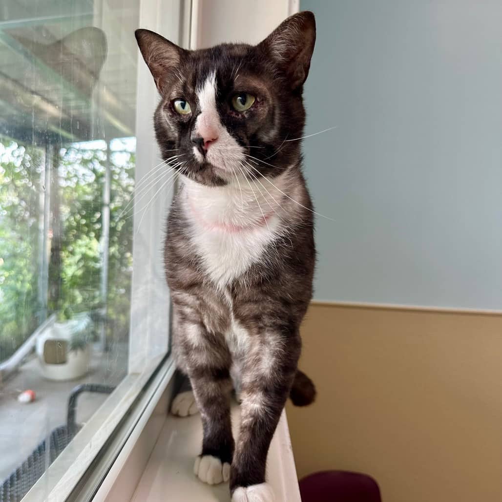 Dane - Domestic Shorthair available for adoption