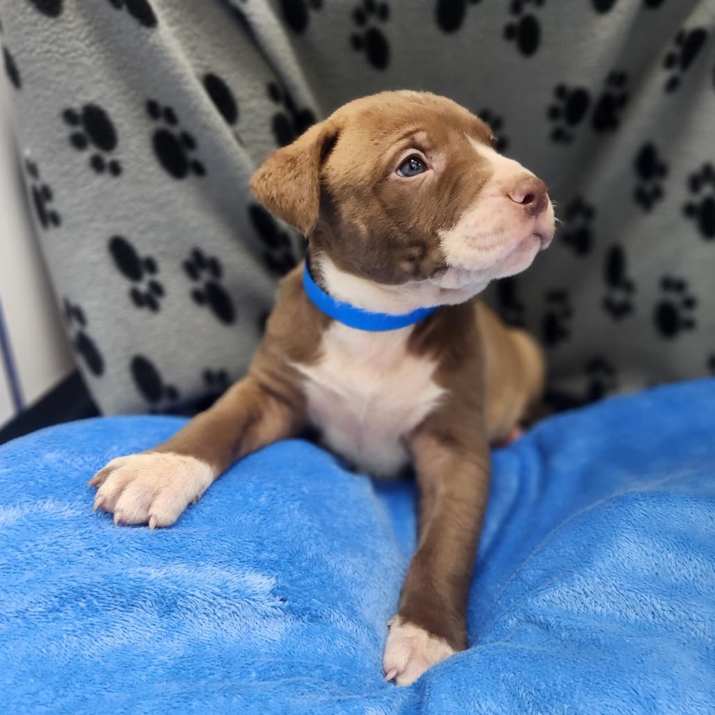 Cinnamon Roll - Retriever, Labrador / Mixed Breed (Medium) available for adoption