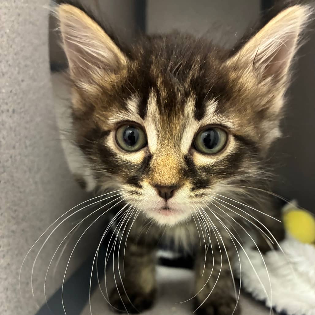 Scarcity - Domestic Longhair available for adoption