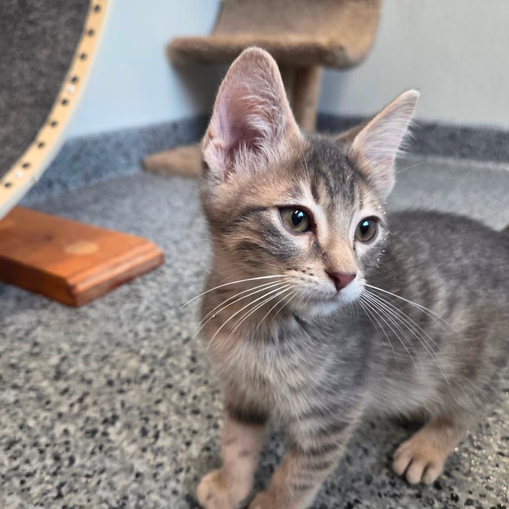 Blueberry Muffin - Domestic Shorthair available for adoption