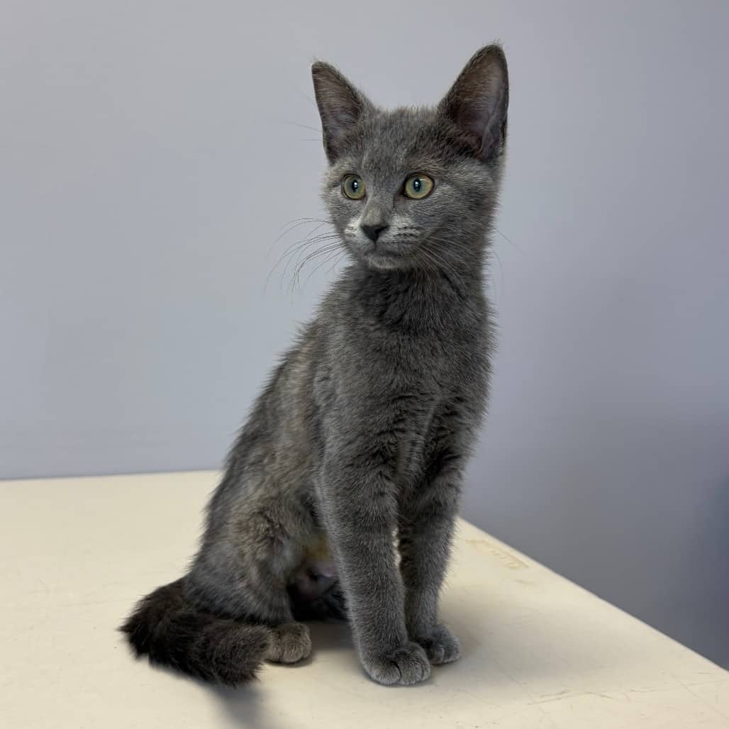 Cinder - Domestic Shorthair available for adoption