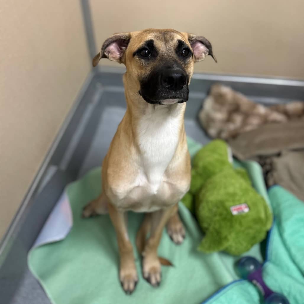 Velvet - MIXED BREED available for adoption in Calgary