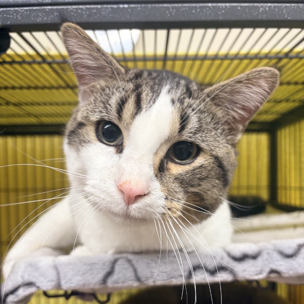 Julius Caesar - Domestic Shorthair available for adoption