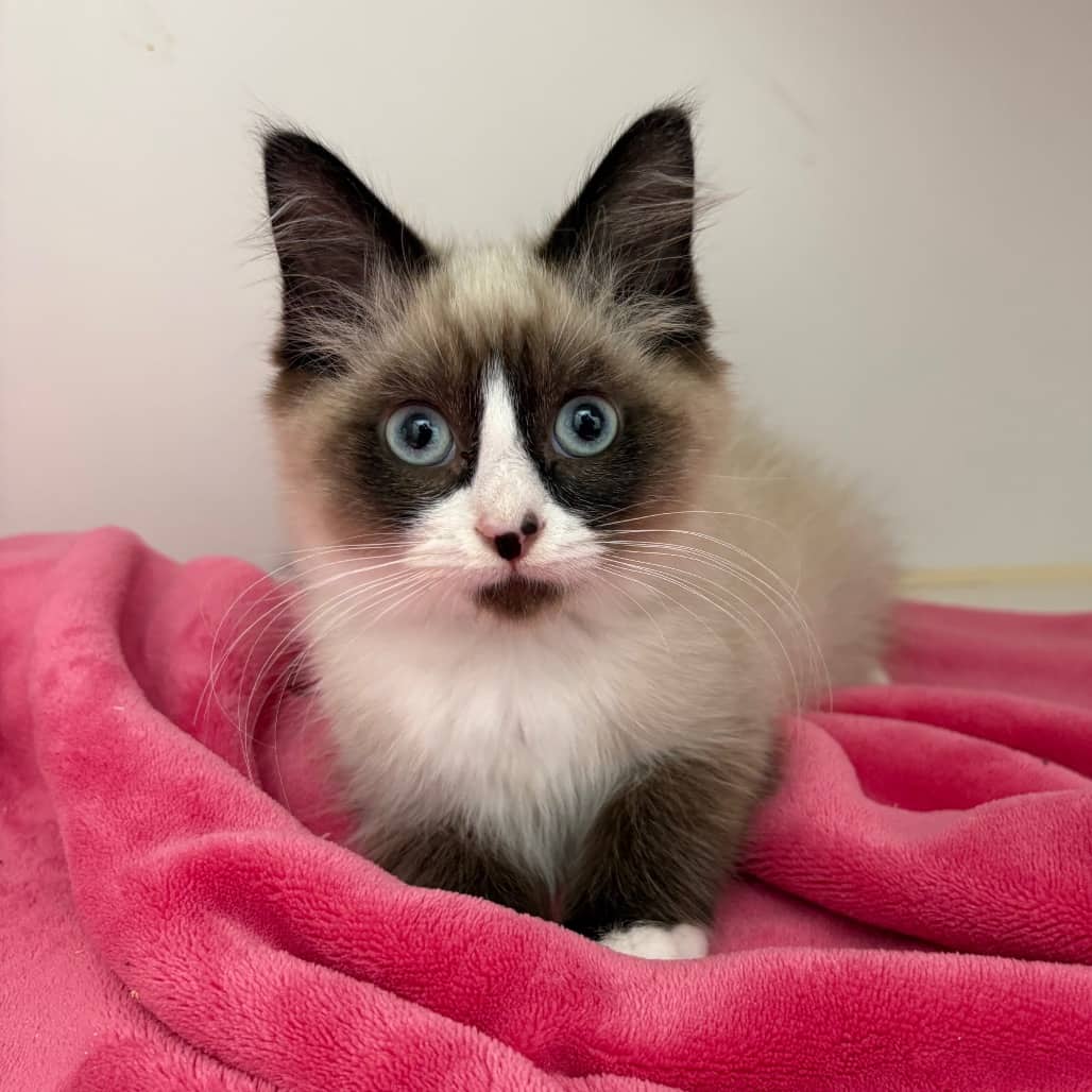 Eric - Domestic Longhair cat available for adoption at Saskatoon SPCA in Saskatoon