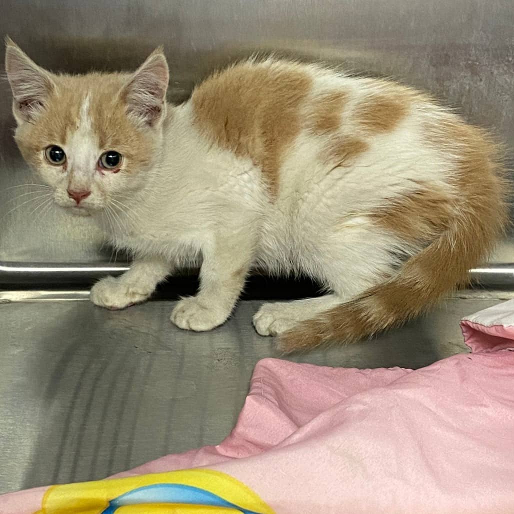 Crowley - Domestic Shorthair cat available for adoption at Border Paws Animal Shelter in Lloydminster