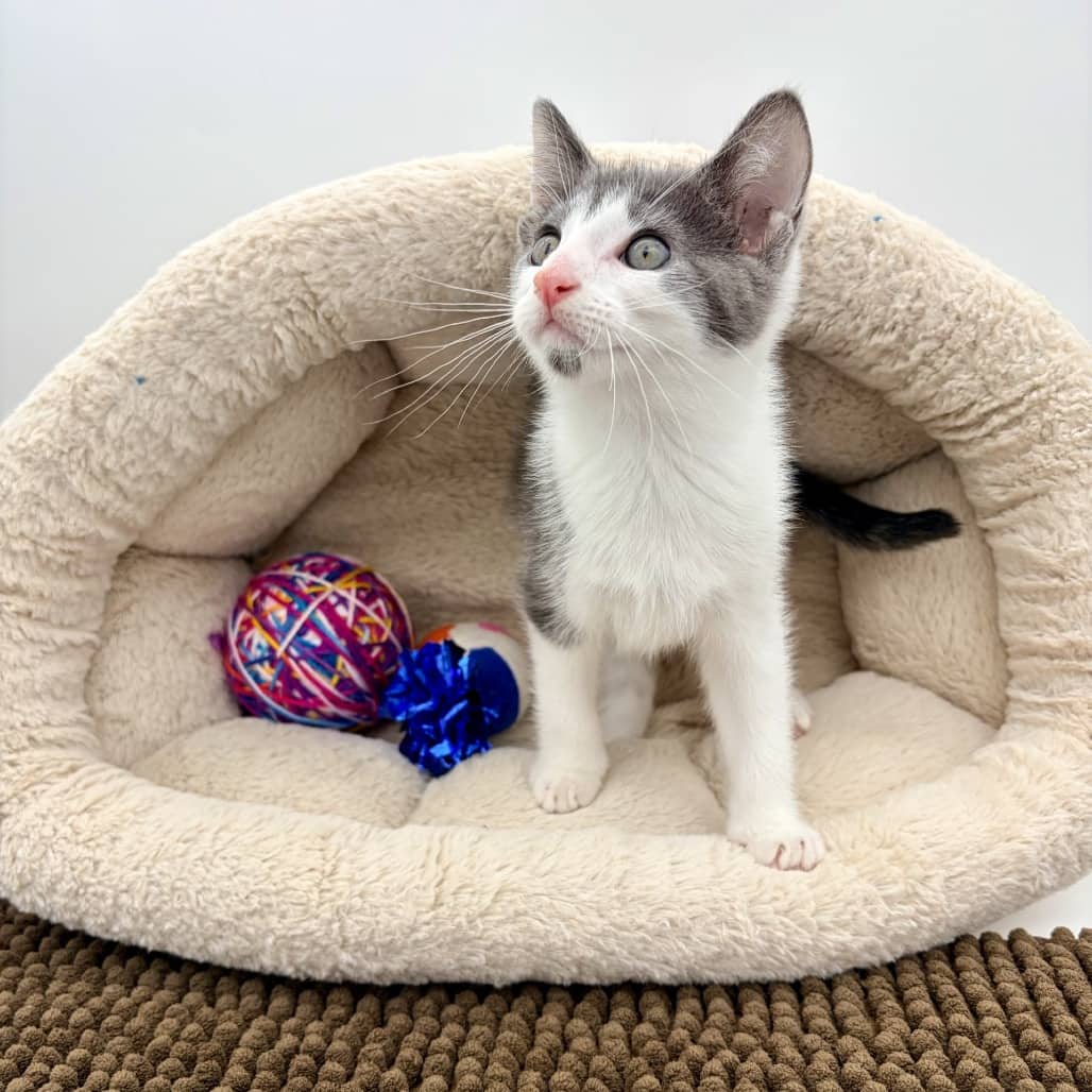 Armani - Domestic Shorthair cat available for adoption at Moose Jaw Humane Society in Moose Jaw