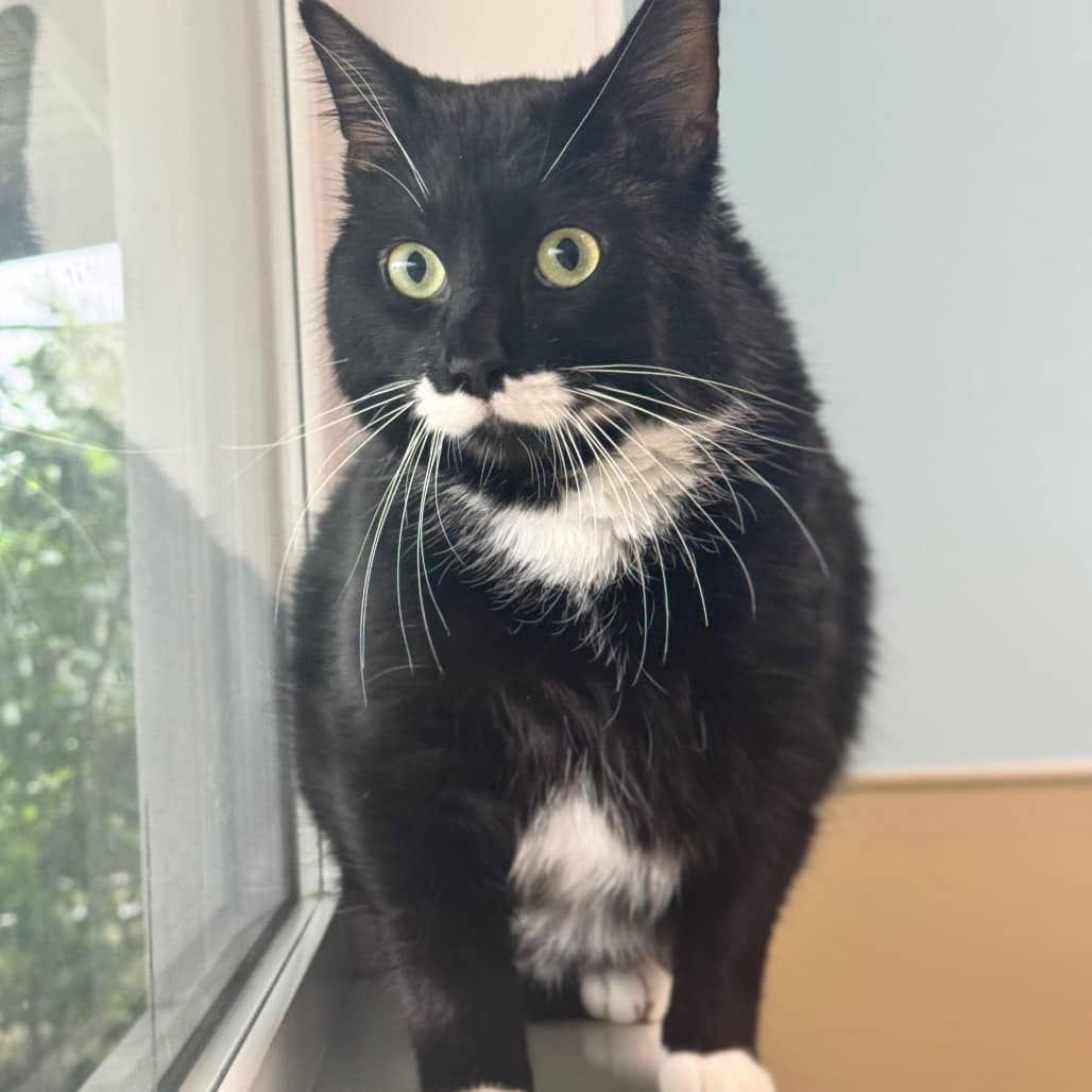 Marshall - Domestic Shorthair cat available for adoption at Prince Albert SPCA in Prince Albert