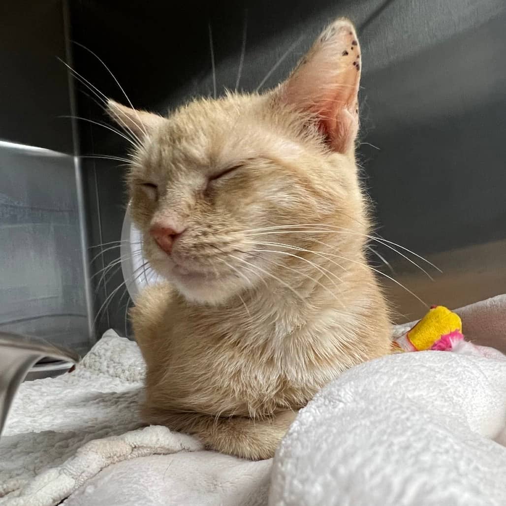 Mavis - Domestic Shorthair cat available for adoption at Border Paws Animal Shelter in Lloydminster