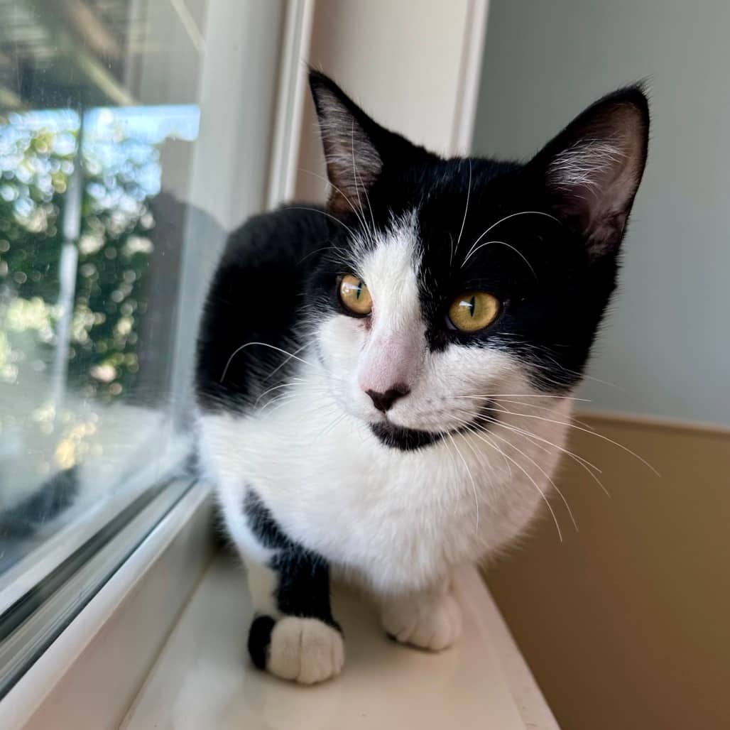 Sesame - Domestic Shorthair cat available for adoption at Prince Albert SPCA in Prince Albert
