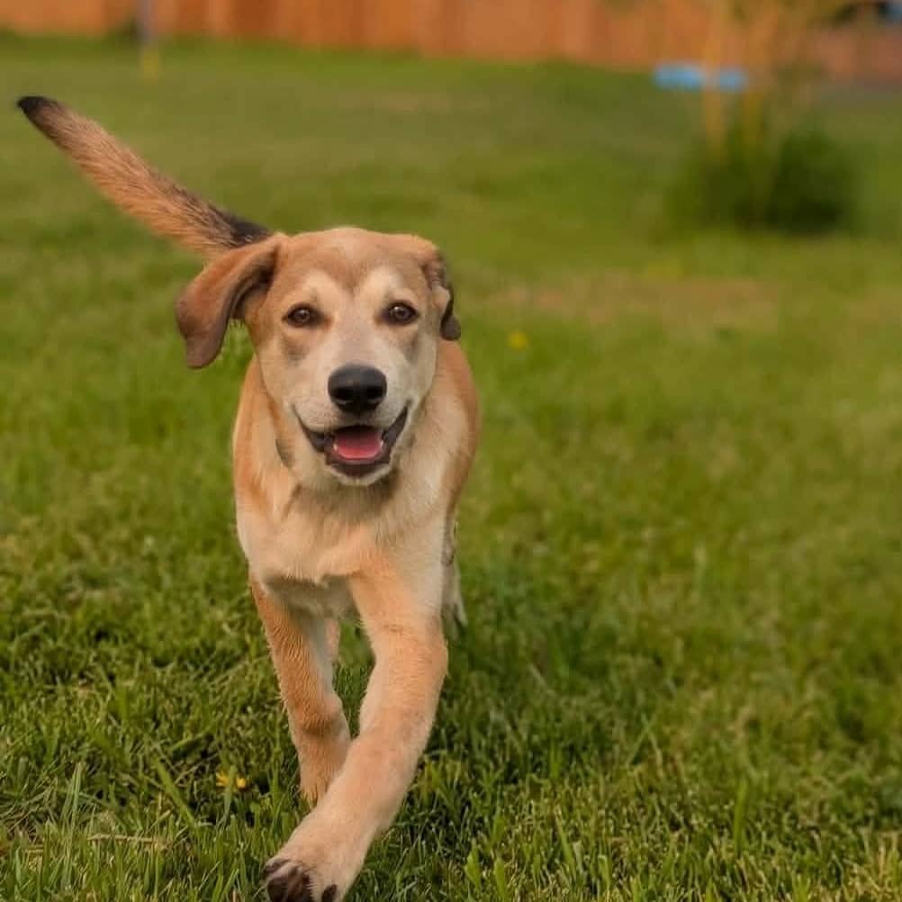 Chewbacca - Mixed Breed available for adoption