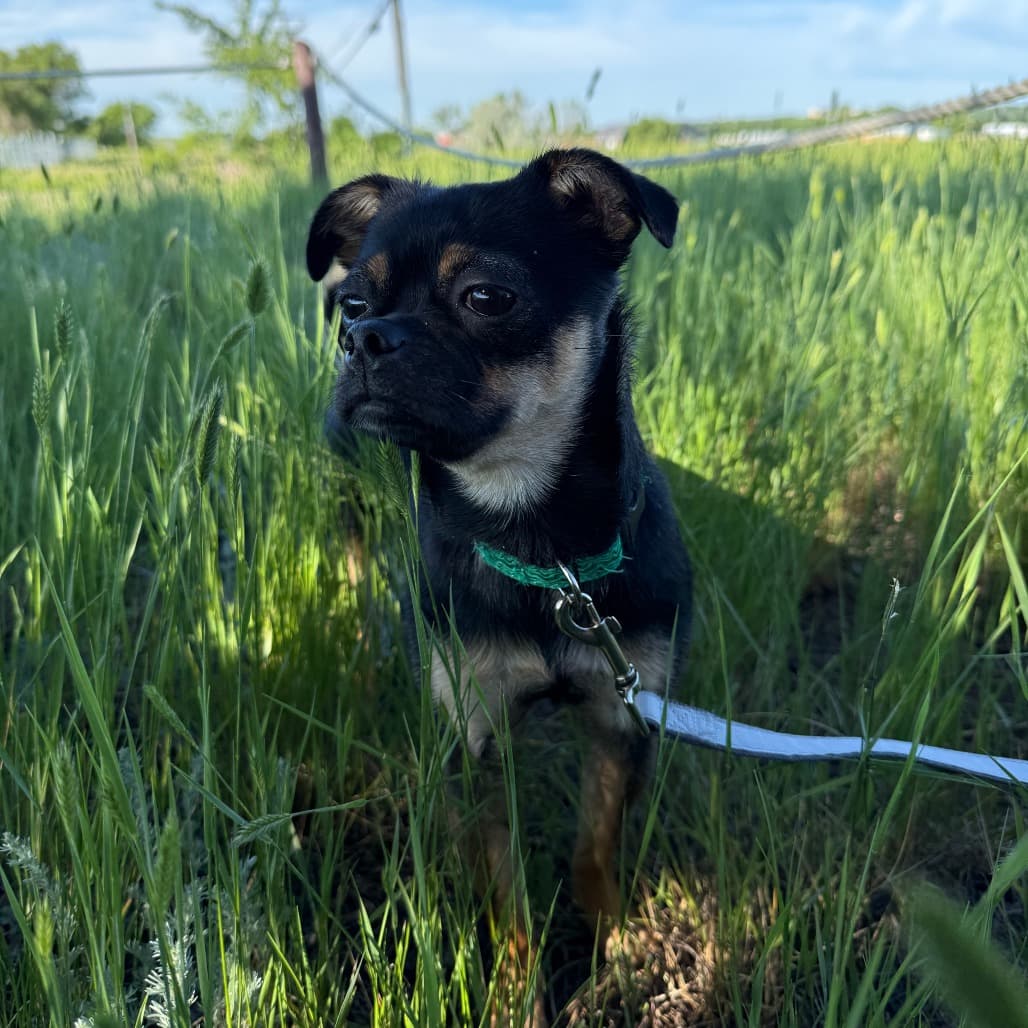 Sprout - Pug / Chihuahua, Short Coat available for adoption at SPCA Swift Current in Swift Current