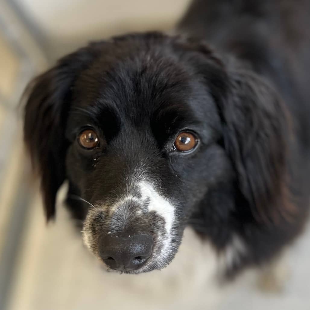 Hannah - Shepherd, Australian available for adoption