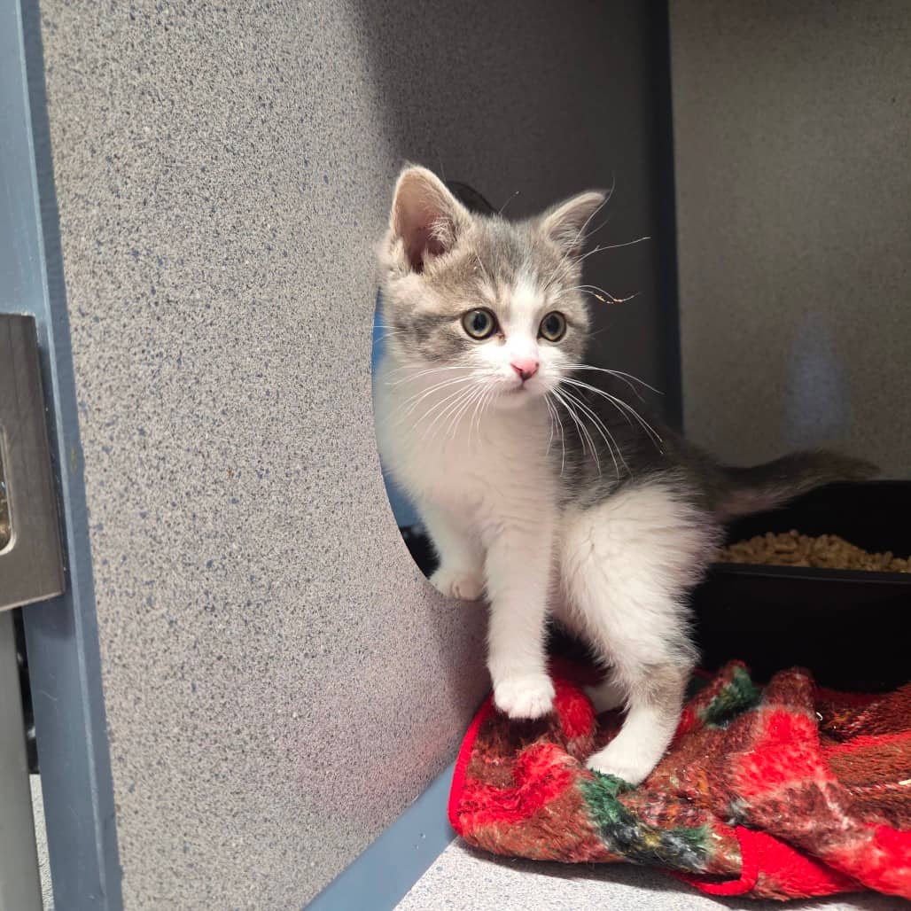 Habanero - Domestic Medium Hair cat available for adoption in Saskatchewan