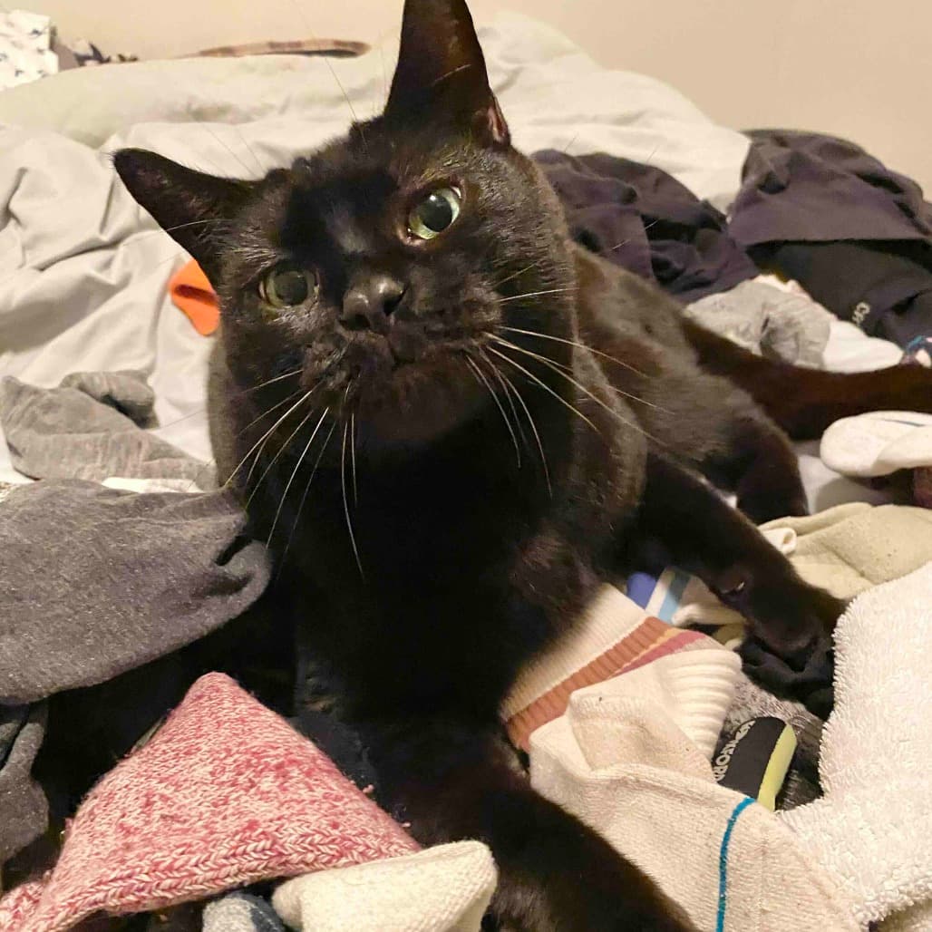 Milo - Domestic Shorthair cat available for adoption at Vancouver Orphan Kitten Rescue Association in British Columbia