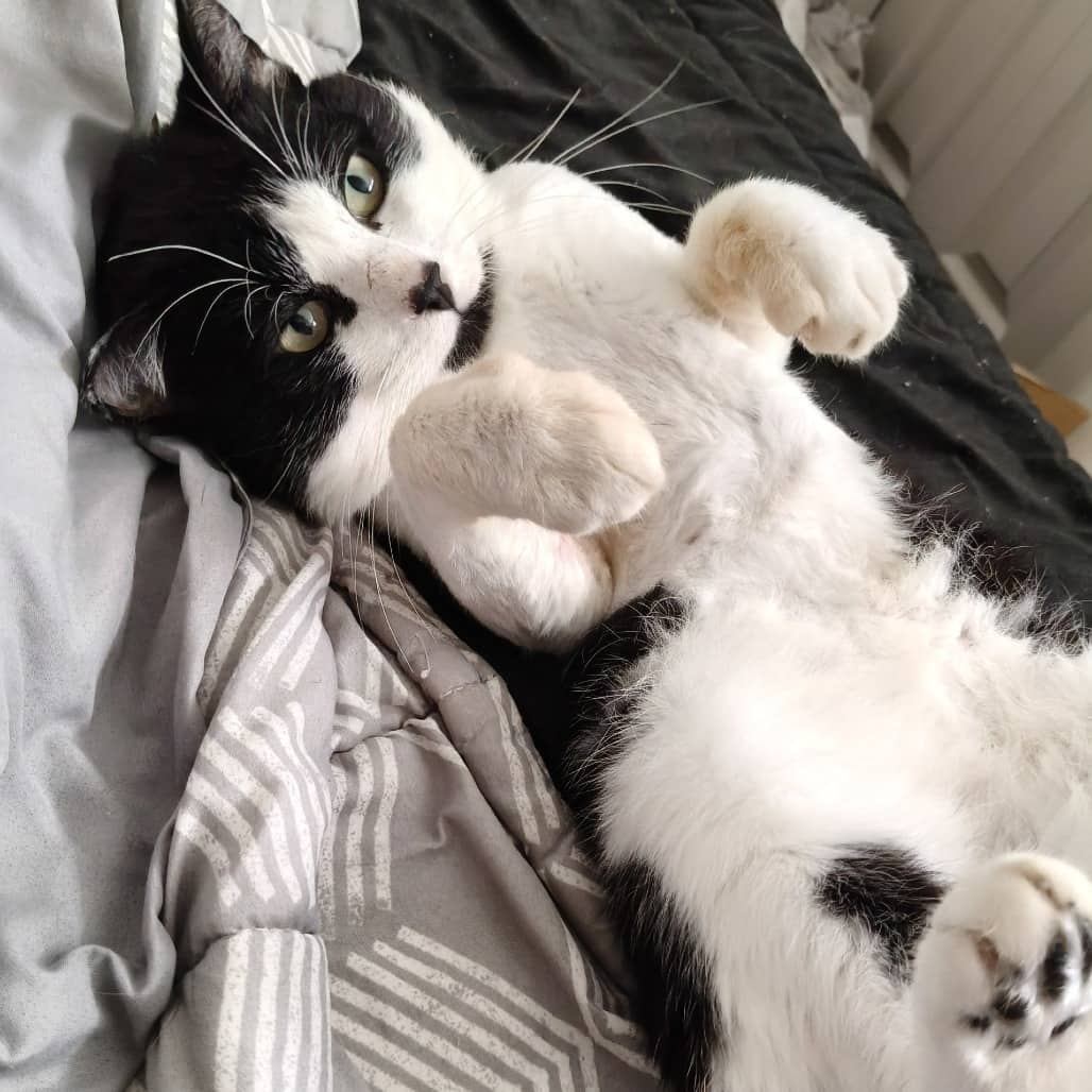 Vincenzo "Vinny" - Domestic Shorthair cat available for adoption at Saskatoon SPCA in Saskatoon