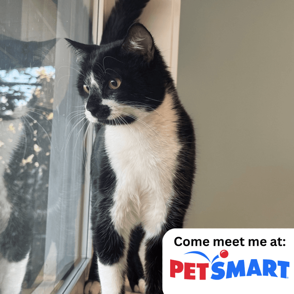 Spider - Domestic Shorthair cat available for adoption at Prince Albert SPCA in Prince Albert