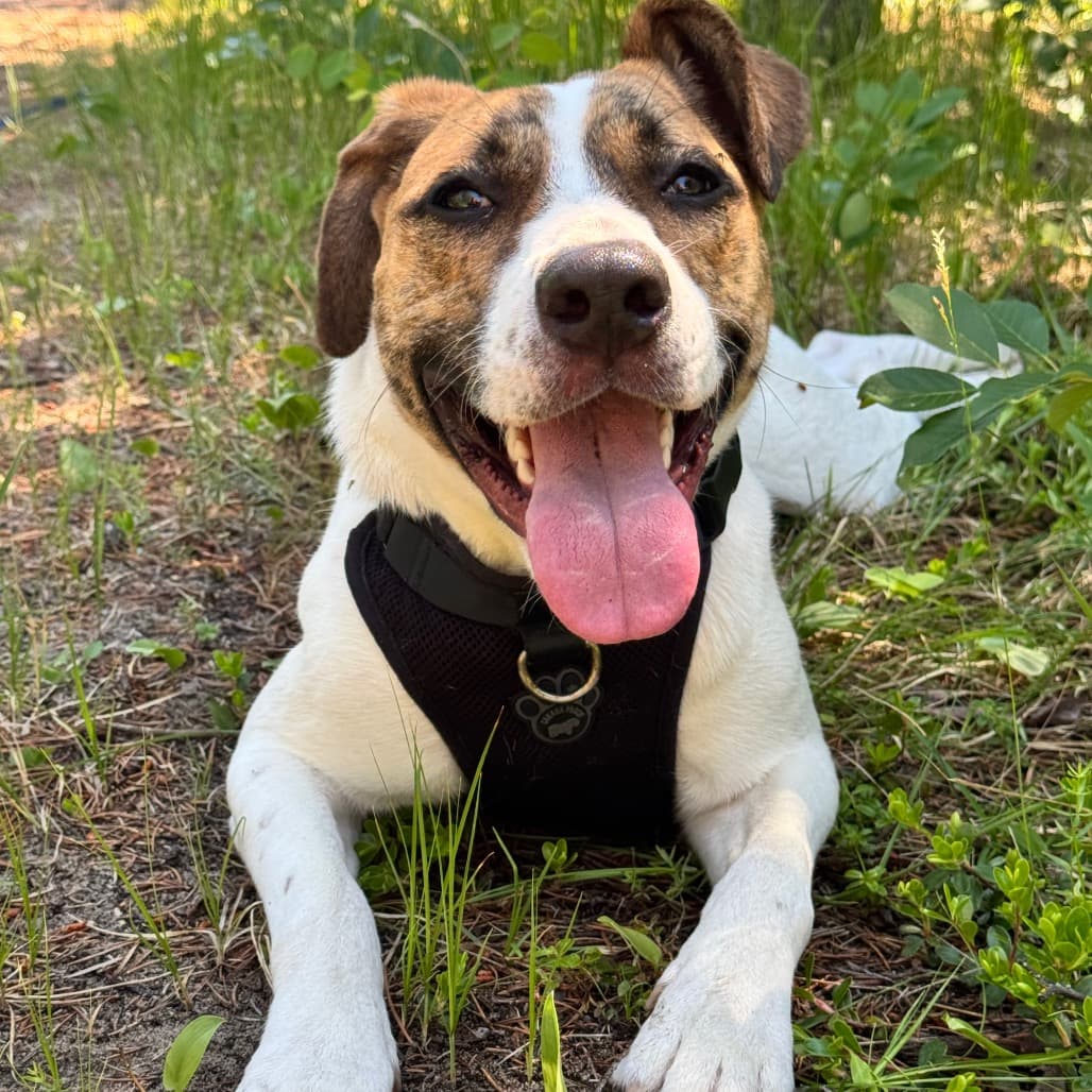 Ginger - Mixed Breed (Large) available for adoption