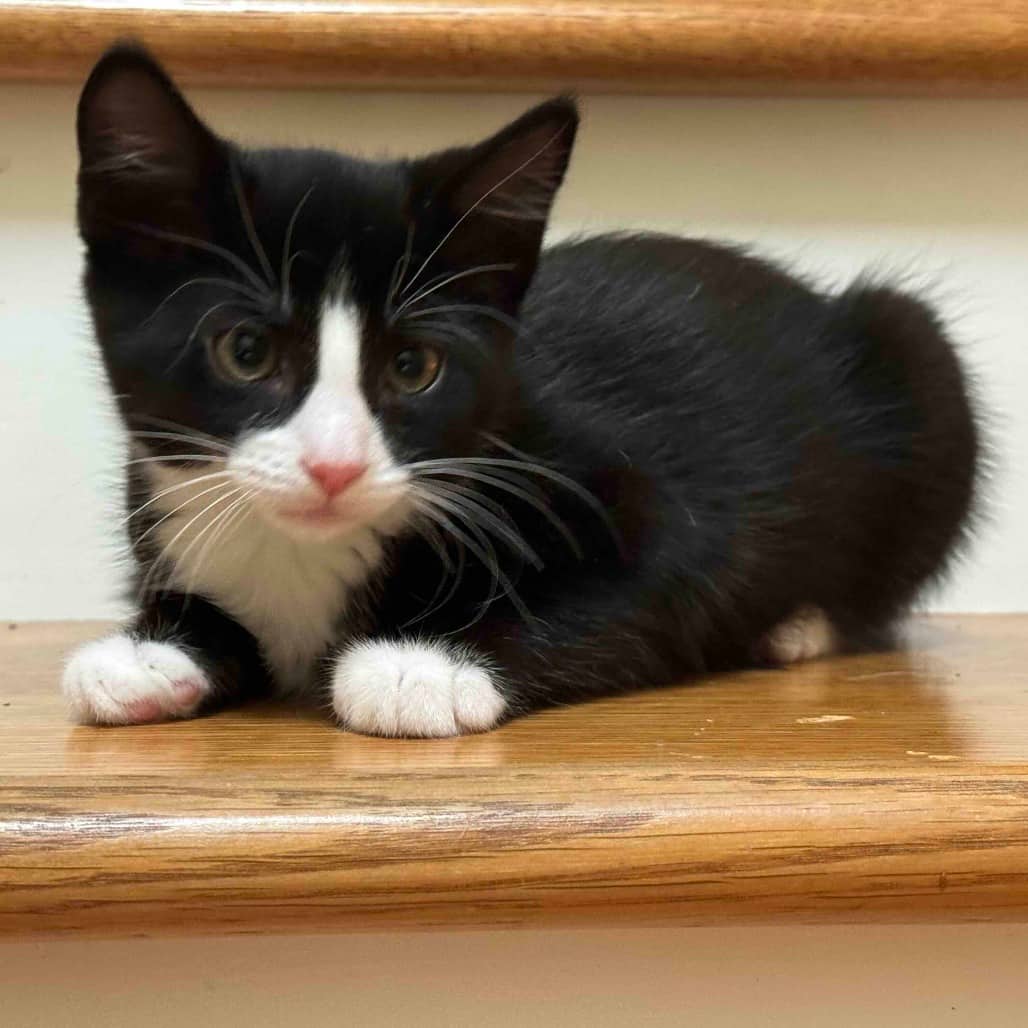 Rico - Domestic Shorthair available for adoption