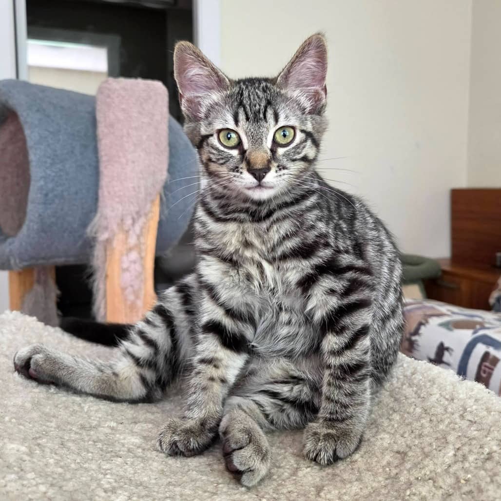 Rhea - Domestic Shorthair cat available for adoption in British Columbia