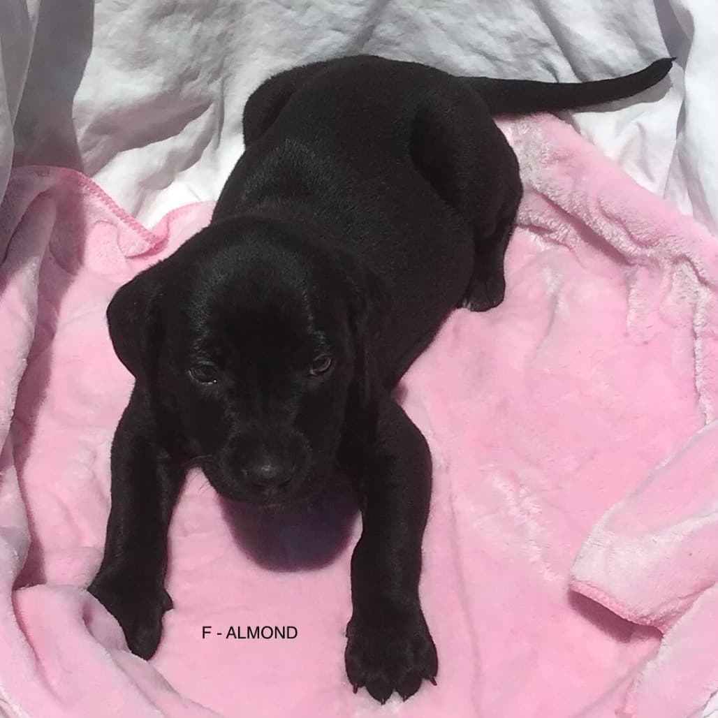 Almond - Mixed Breed available for adoption