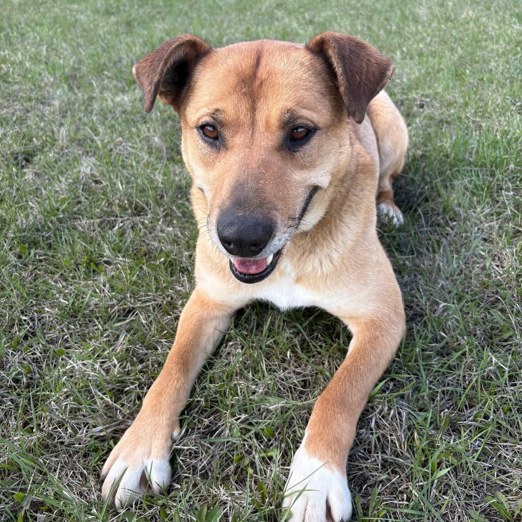 Gigi - Terrier, Pit Bull / Retriever, Labrador available for adoption
