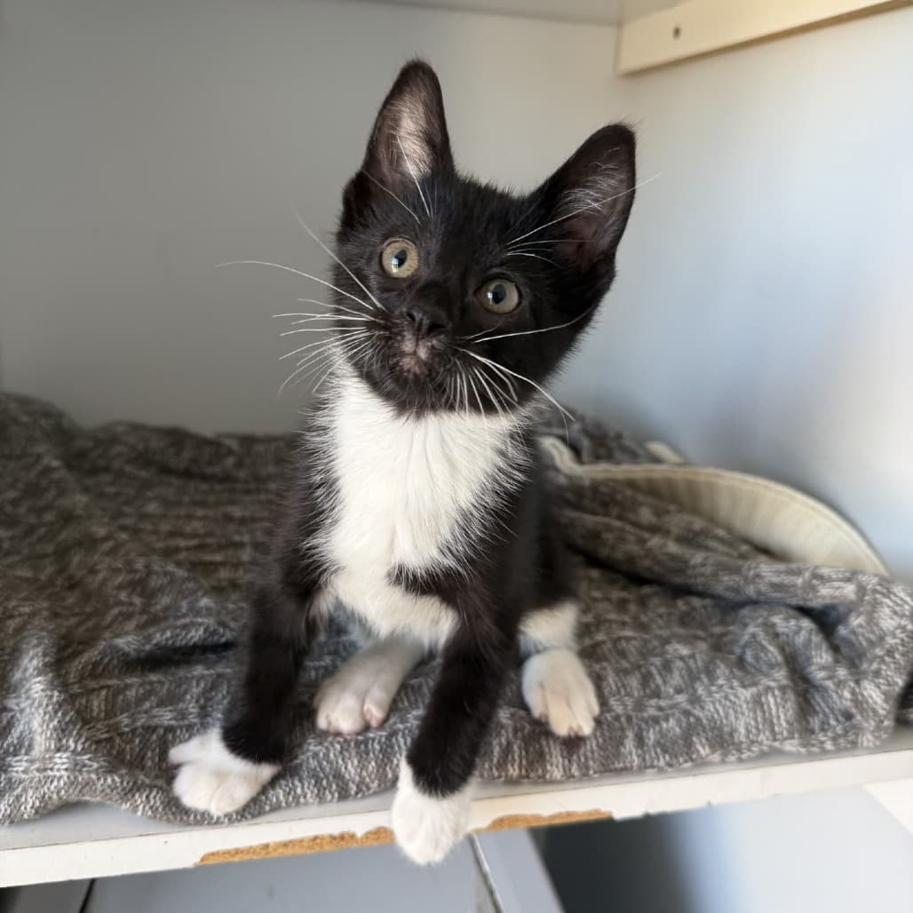 Trip - Domestic Shorthair available for adoption
