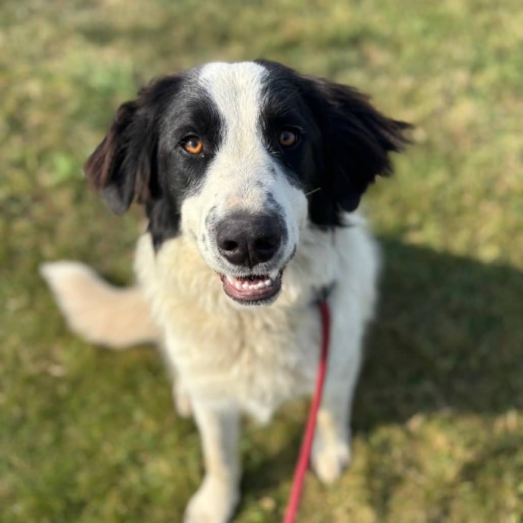 Tuski (Turtle) - PYRENEES, GREAT/MIX available for adoption in Alberta