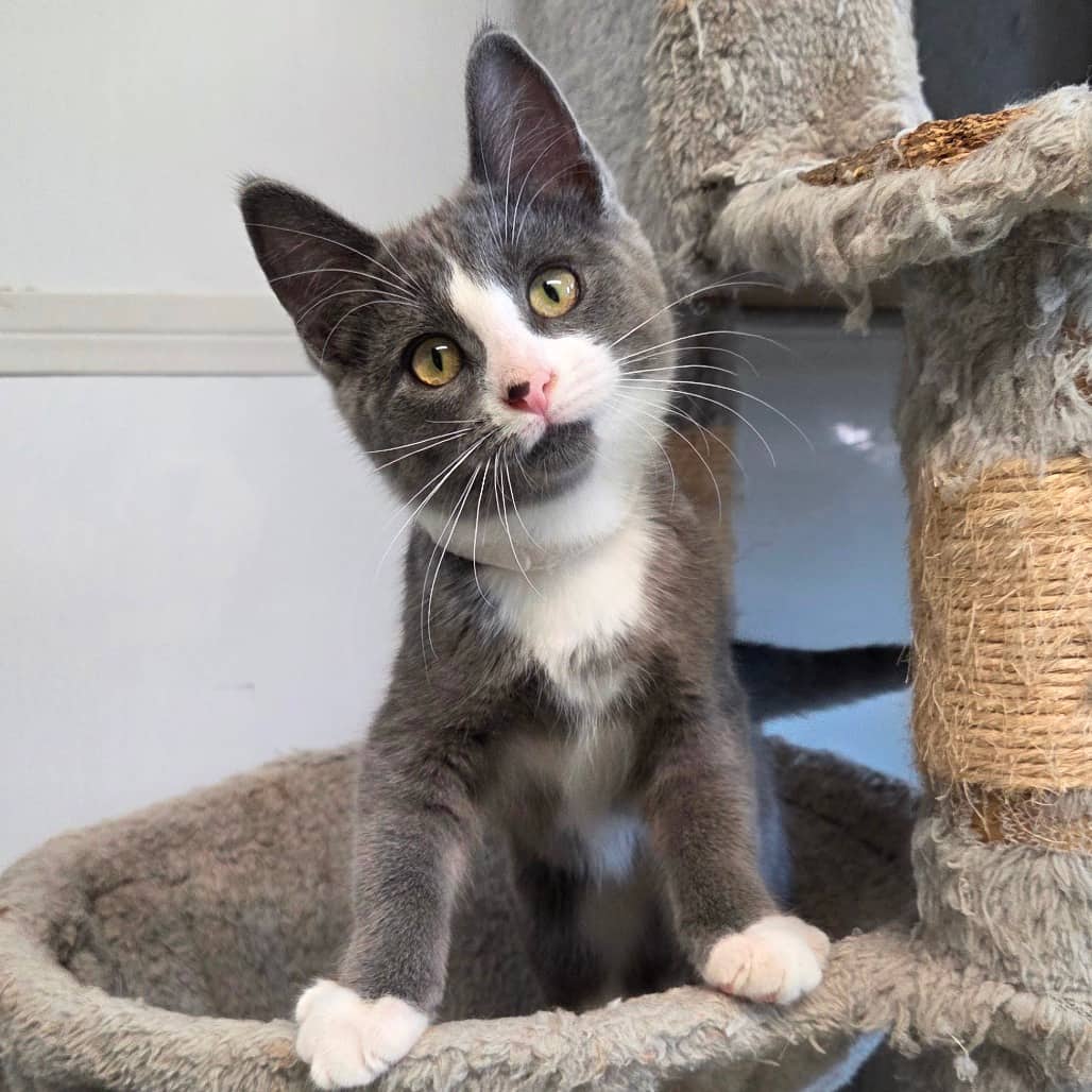 Blanche - Domestic Shorthair available for adoption