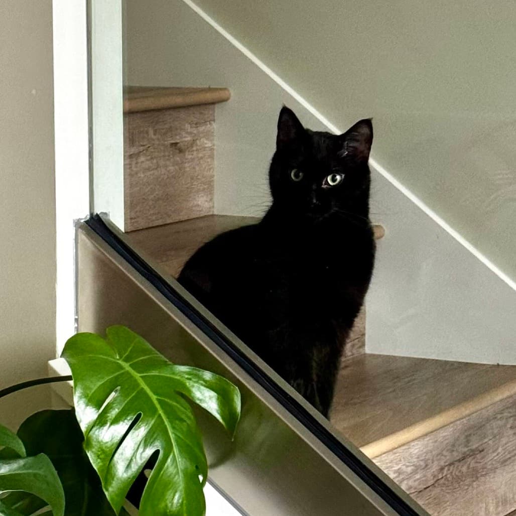 Kipper - Domestic Shorthair cat available for adoption at Vancouver Orphan Kitten Rescue Association in Vancouver