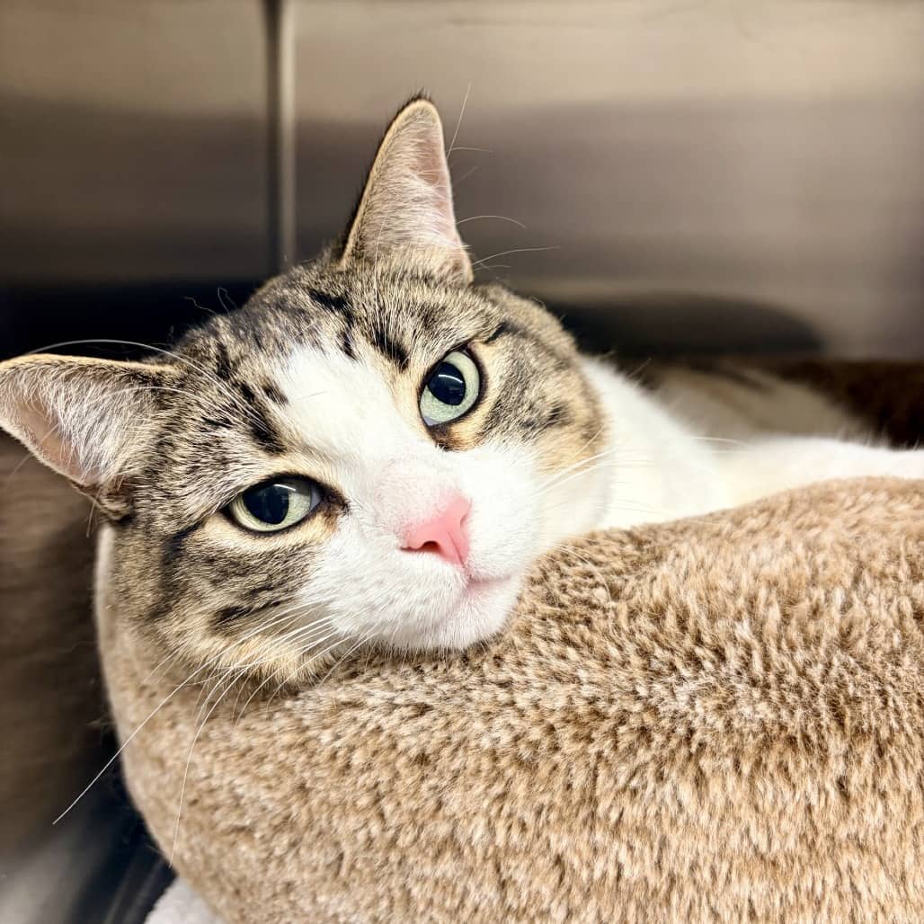 Mackie - Domestic Shorthair cat available for adoption at Moose Jaw Humane Society in Moose Jaw