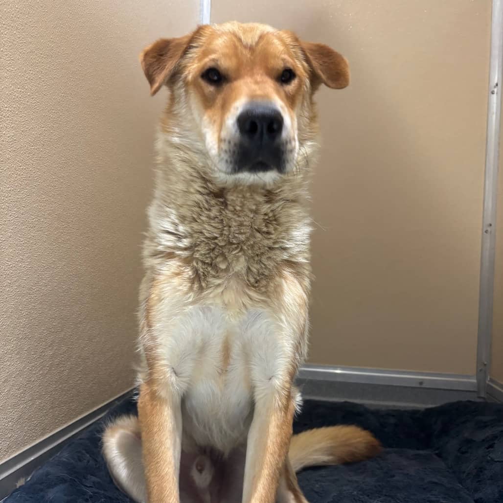 Roams - MIXED BREED available for adoption in Alberta