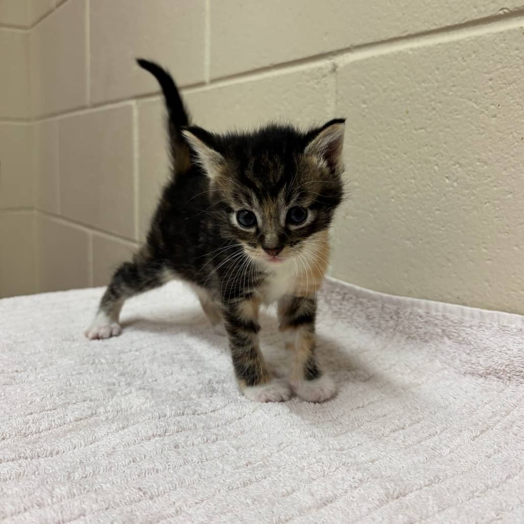 Hazelnut - Domestic Shorthair available for adoption
