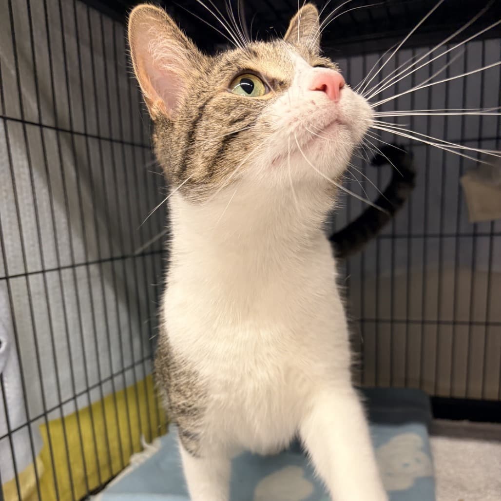 Kashmir - Domestic Shorthair available for adoption