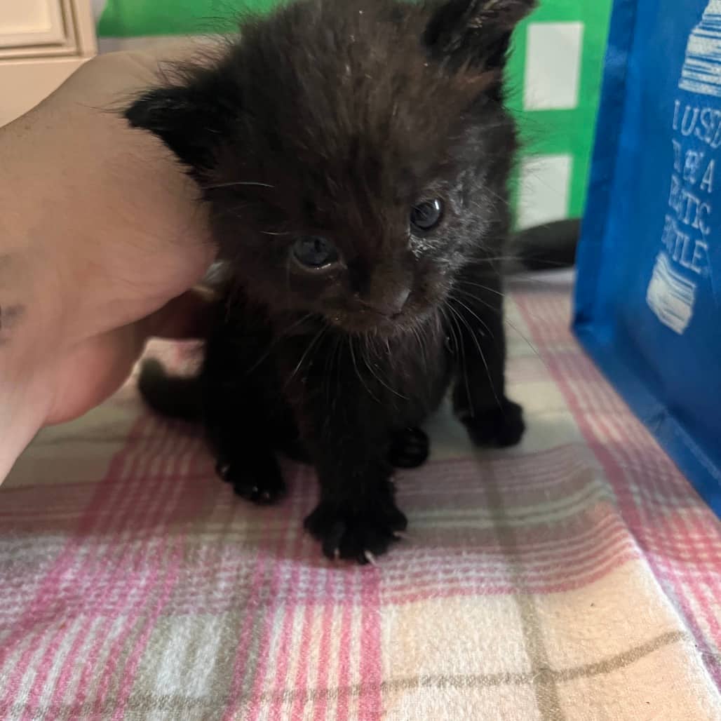 Widget - Domestic Shorthair available for adoption