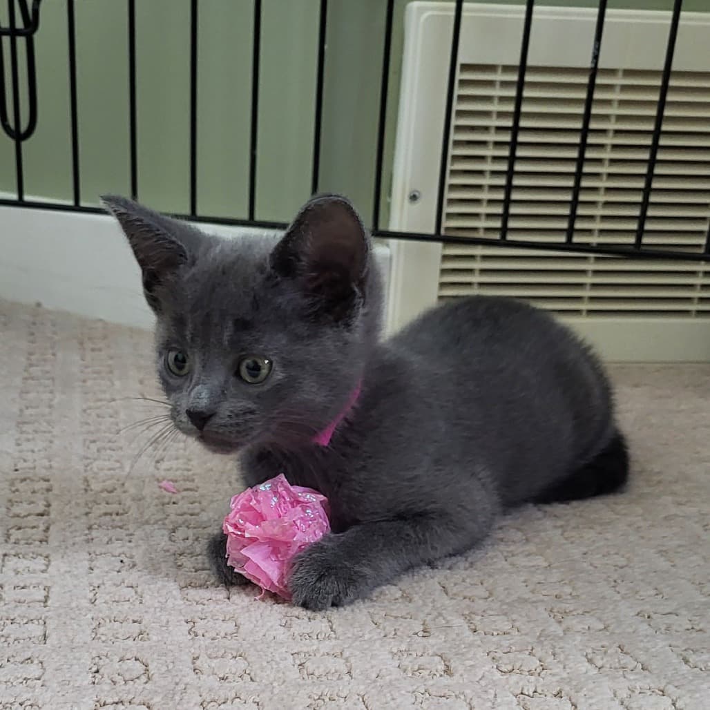 Tinks - Domestic Shorthair cat available for adoption at Saskatoon SPCA in Saskatoon
