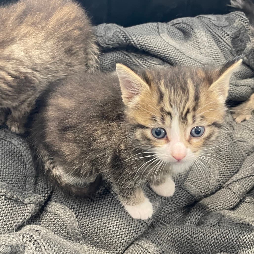 Joey - Domestic Shorthair cat available for adoption at Battlefords Humane Society in North Battleford