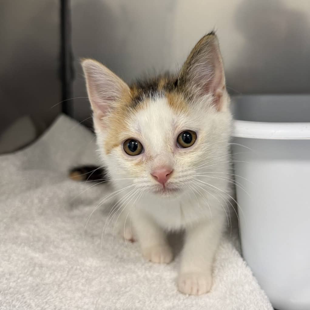 Bugle - Domestic Shorthair cat available for adoption at SPCA Swift Current in Swift Current