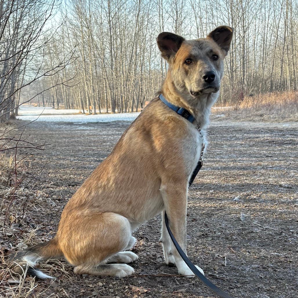 Robin - CATTLE DOG, AUSTRALIAN (RED HEELER)/MIX available for adoption at SCARS in Calgary